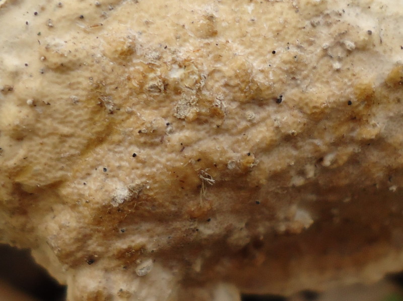 Crosta poroide (Byssomerulius corium)